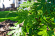 Fatsia japonica growing in the garden on a beautiful sunny day, selective focus on the leaves.