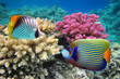 A colorful Emperor angelfish