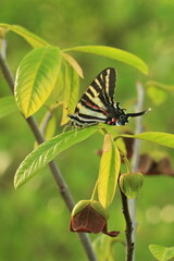 Poster - Zebra swallowtail butterfly on pawpaw leaf