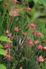 Canvas Print - Zebra swallowtail butterfly on prairie smoke flowers