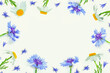 soft focus. Natural floral background. Spring branch of blossoming cornflower, camomile flowers.