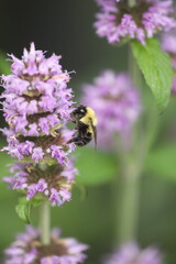 Wall Mural - Bumblebee on downy wood mint flowers