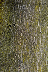 Giraldis tree of heaven bark detail