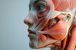 SIde view woman closeup face. Human anatomy, skin and muscles