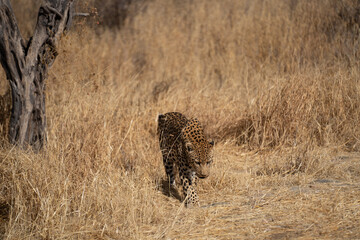 Wall Mural - leopard in a tree waiting for prey Africa Kenya