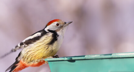 Wall Mural - The woodpecker arrives at the lunch site, lands on the feeder.