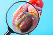 Mockup of a human heart under a magnifying glass on a blue background. Heart examination concept, heart diseases pericarditis, cardiomyopathy and hypertension, close-up