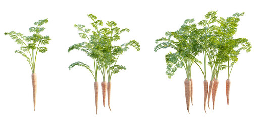 Daucus carota sativus 4k png