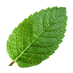 Wall Mural - Green mint leaf isolated on white background