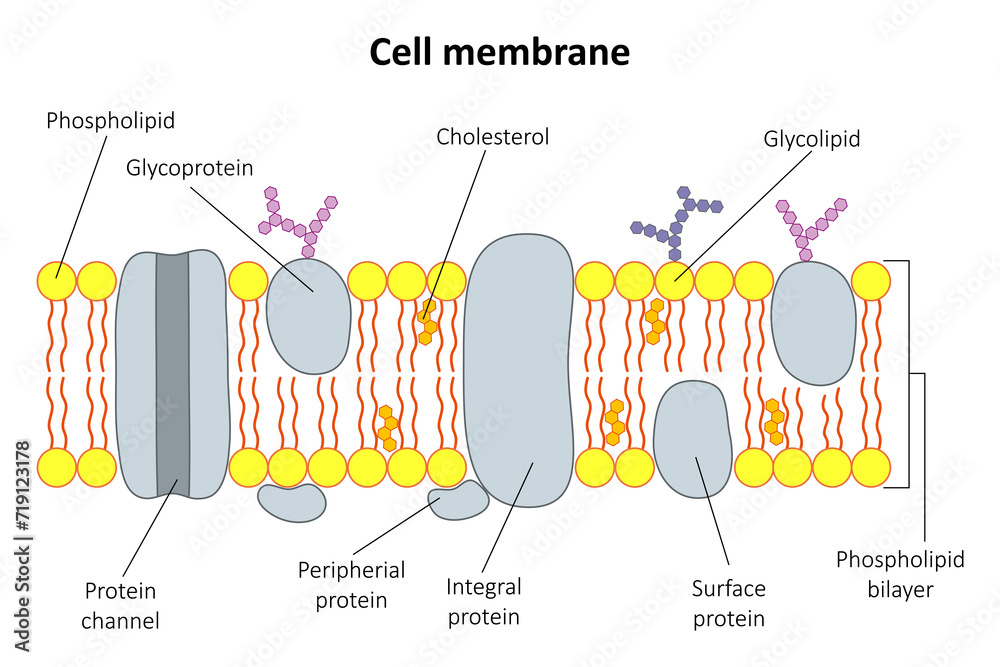 The structure of the cell membrane. Diagram. Stock Illustration | Adobe ...