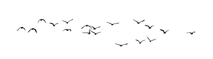 Wall Mural - png flock of birds silhouette isolated on transparent clear background