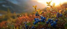 Wild Blueberries Bask In The Golden Morning Light With The Mountains In The Background