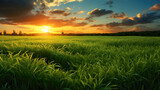Fototapeta Natura - wonderful epic nature landscape of a sun rising at the horizon with a grass field in front