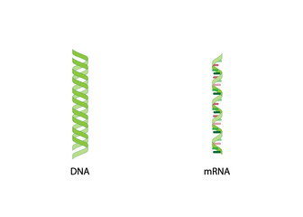 DNA and mRNA icons isolated on white background. Genetic code. Vector illustration.