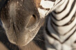 zebra head close up