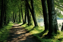 Beautiful green forest on the lake shore in the morning, nature series
