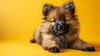 German spitz, keeshond isolated on yellow background with copy space. Close up portrait of happy brown dog lying on the floor. Banner for pet shop. Pet care and animals concept for ads card print