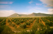 Farmland in Spain where almonds are raised