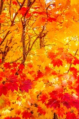 Wall Mural - vine maple fall color foliage along highway US20 on the Santiam pass, Willamette National forest, Oregon
