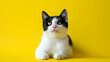 Close up portrait of black and white cat isolated on yellow background with copy space. Banner for pet shop with japanese bobtail cat lying on floor. Backdrop with animal for poster, print, card.
