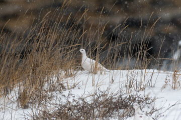 Canvas Print - Willow Ptarmigan in the snow