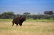 Wielki bawół na afrykańskiej sawannie