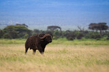 Fototapeta Sawanna - Wielki bawół na afrykańskiej sawannie
