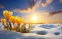 Nature Lighting Of Spring Landscape With First Yellow Tulips