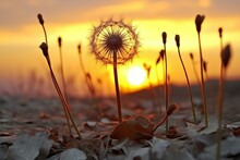 Dandelion Seeds In The Rays Of The Setting Sun On A Blurred Background