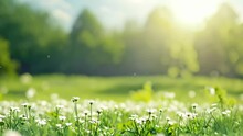 Blurred Green Grass Nature Background With Sunshine