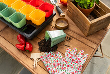 Pepper Seeds Starting In Brightly Colored Trays On A Wooden Table, Vintage