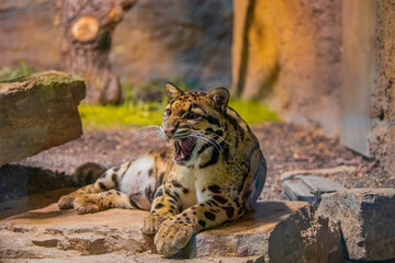 Poster - clouded leopard (Neofelis nebulosa) wild cat