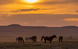 Fototapeta Konie - Wild Horses in the Utah Desert at Sunset