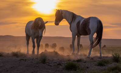 Canvas Print - Wild Horses in the Utah Desert at Sunset