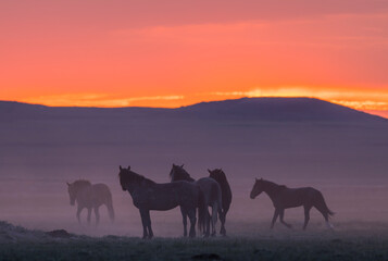 Sticker - Wild Horses in the Utah Desert at Sunset