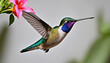 Lively hummingbirds in vivid colors darting towards flower nectar