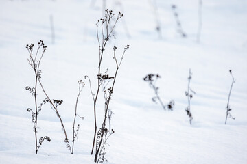 Wall Mural - Dry frozen wild flowers stand in white snow, close-up photo