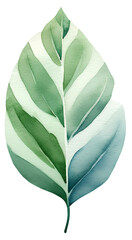  Watercolor illustration of a green leaf. Summer, spring. Scandinavian, naive, simple style. Transparent background, png