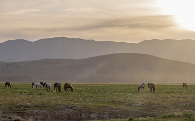 Sticker - Herd of Wild Horses in Springtime in the Utah Desert