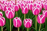 Fototapeta Tulipany - Pink tulips in the garden. Spring flowers. Tulips background.