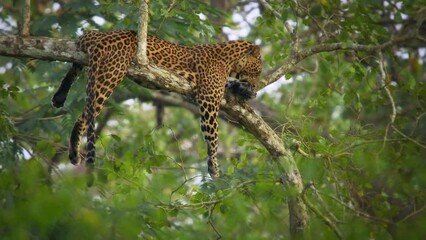 Wall Mural - Leopard - Panthera pardus, big spotted yellow cat in India, genus Panthera cat family Felidae, portrait on the tree canopy in Nagarhole tiger reserve, lying and resting with the kill on the branch.