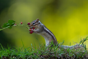 Wall Mural - little chipmunk (eutamias sibiricus) or siberian squirrel searching for food in the forest in noord 
