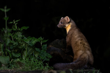 Wall Mural - european pine marten (martes martes), also known as the pine marten or the european marten, searchin