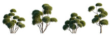 Taxus Cuspidata Japanese Yew Set Frontal Isolated Png On A Transparent Background Perfectly Cutout High Resolution 