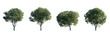 Celtis australis (the European nettle tree, Mediterranean hackberry, lote tree, or honeyberry) frontal set large and medium isolated png on a transparent background perfectly cutout