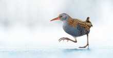 Water Rail Rallus Aquaticus Running On The Ice And On The Frozen Surface Of The Lake, Amazing Rare Photo.