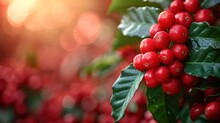  A Close Up Of A Bunch Of Berries On A Tree With Green Leaves And Red Berries In The Foreground And A Blurry Background Of Red Berries In The Foreground.