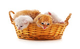 Fototapeta Koty - Kittens in a basket.