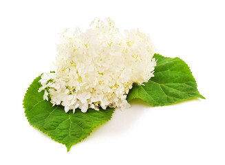 Poster - White hydrangea with leaves.