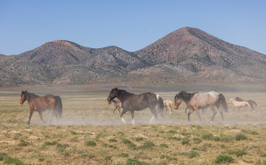 Sticker - Herd of Wild Horses in the Utah Desert in Springtime